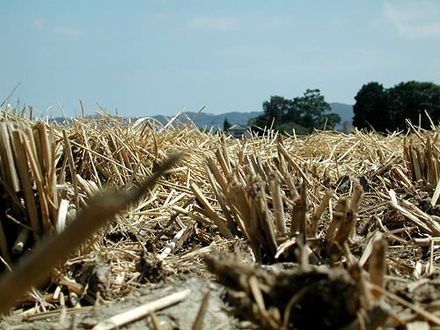 Rice_field_after_repaing