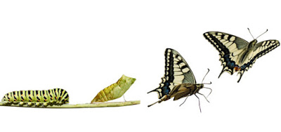 evolution